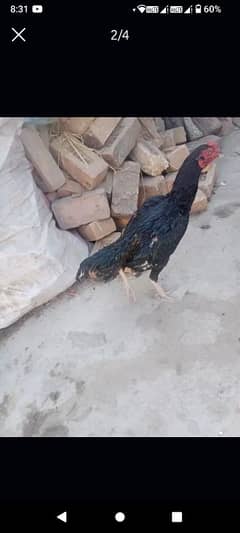 دو مرغے ہیں میرے پاس
