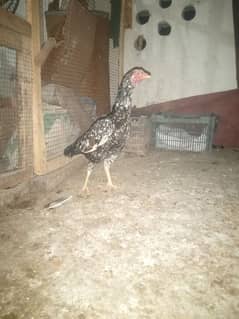 Old Aseel Breed.