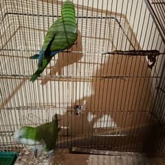 AMERICAN MONK PARROT