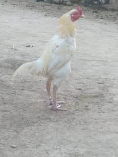 Paper white murga