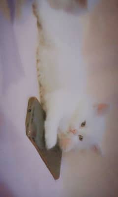 pair of kittens for Sale
