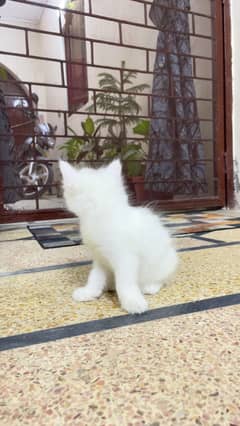 Turkish breed cat
