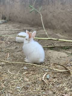 angora rabbit for sale all