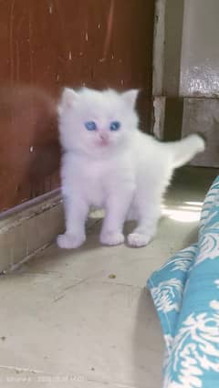 White Persian kitten/fully coated Persian kitten