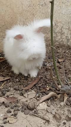 ANGORA RABBITS 03345754289