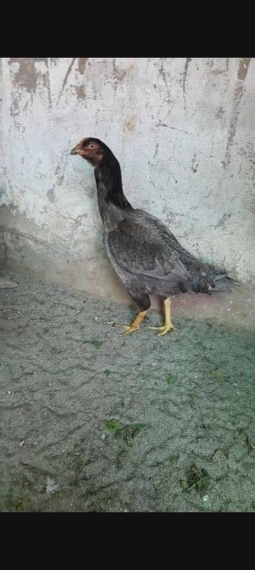 aseel murga 1