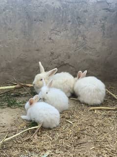 angora rabbit for sale