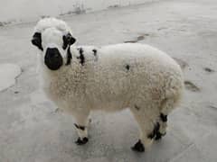 11 Monthes Sheep