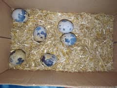 quail egg