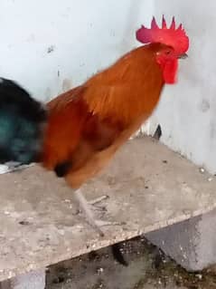 desi Sindh ke murgay