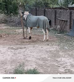 Fatehjangi pure