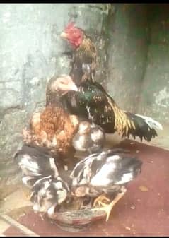 aseel