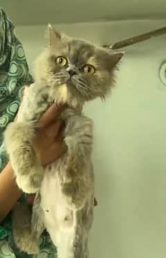 X punch female cat