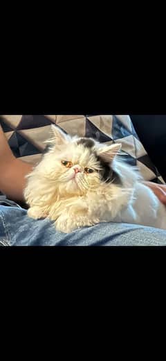 persian peki