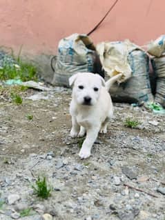 Labrador