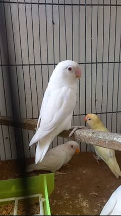 Albino red eyes pair , parblue, cremino.