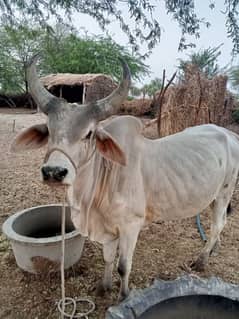 Sindhi Ox