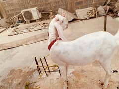 I am selling my goat  Ghar ka Pala HOA ha 2 dant ka ha