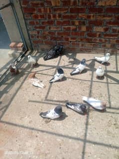 breedar pigeon all loft