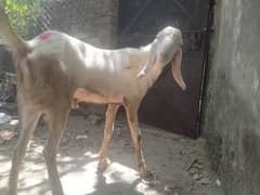 Qubani K Leye Bakray Available hain