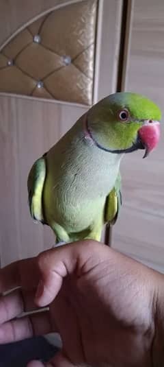 Hande tame parrot for sale