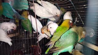 Love birds