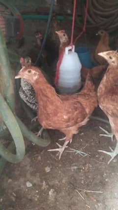 amazing birds