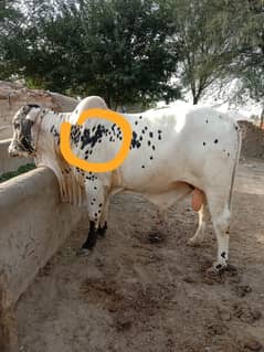 Bull
