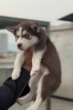 Russian Husky