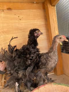Heavy frizzle buff Hen Murgiyan