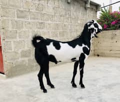 Faislabadi cross bakra