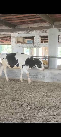 Heifer for sale Australian