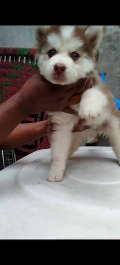 husky