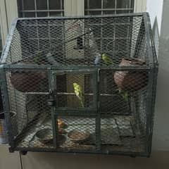 australian parrots+ cage/pinjra