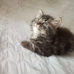 male kitten