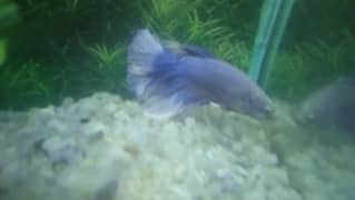 male Betta beautiful color in available
