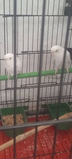 Red eyes breeder white pair