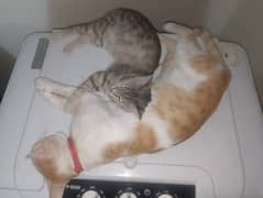 2 cat male and female.