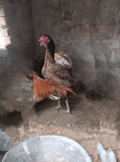 Sawi mushki saleti madi