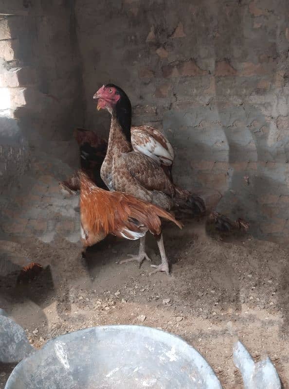 Sawi mushki saleti madi 0
