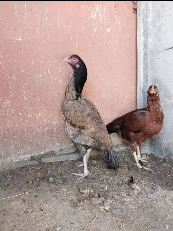 Sawi mushki saleti madi 2
