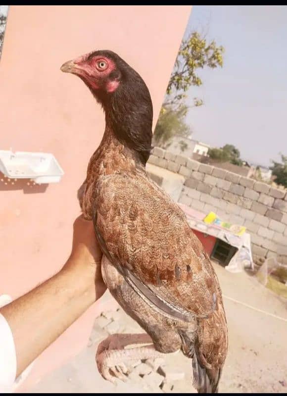 Sawi mushki saleti madi 3