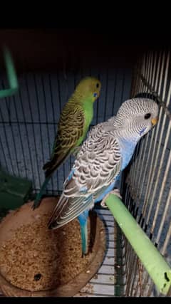 Budgies [Bajri for sale]