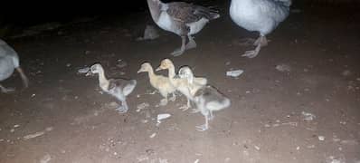 duck  two male three female  4 chicks and 4 egg