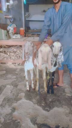 bakra