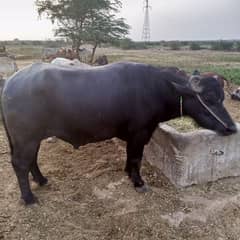 pada bare size main