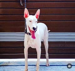 kohati gultair dog