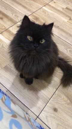 Persian