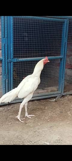HEERA