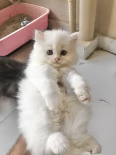 PERSIAN KITTENS